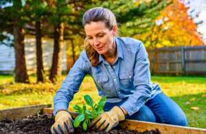 Woman in gardening gloves planting a seedling in a raised bed during fall yard work, when a tetanus shot question can come up